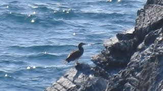 Brown Booby at Kynance Cove Cornwall [upl. by Atrebla]