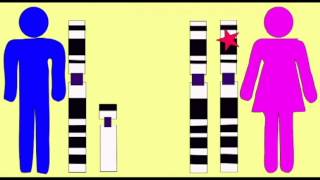 GENETICS 1 SEX LINKAGE [upl. by Clemente]