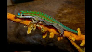 BLUE TAILED DAY GECKO UNBOXING Phelsuma cepedianaBEST PICTURE AT THE END [upl. by Neersin]