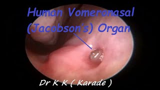 Human Vomeronasal Jacobson’s Organ  Pheromone receptor amp Stimulating effect [upl. by Duval]