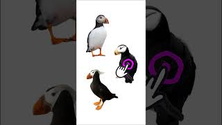 3 Species of Puffin Birds  Genus Fratercula [upl. by Nebuer]