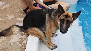 Dogs who fail at being dogs in 10 minutes 😁 Best Funniest Animal Videos [upl. by Jeramey]