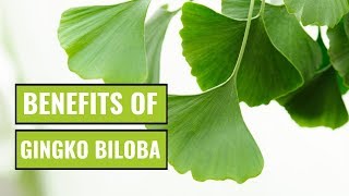 5 Possible Benefits of Ginkgo Biloba [upl. by Dalt]