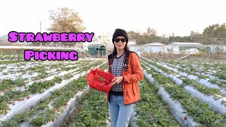 Strawberry Picking hongkong adventure explore [upl. by Enrique]