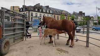 V6 Fête du Cheval Landerneau 29 [upl. by Priebe]