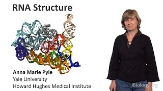 Anna Marie Pyle Yale UHHMI Part 1 RNA Structure [upl. by Idarb]