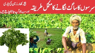 How to Grow Mustard plants commercially  SARSON Ka SAAG kesy ki KHETI [upl. by Marte]