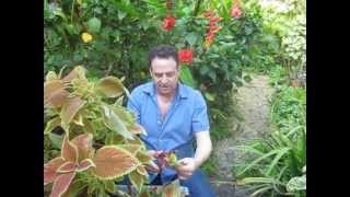 How to propagate coleus [upl. by Jerusalem]