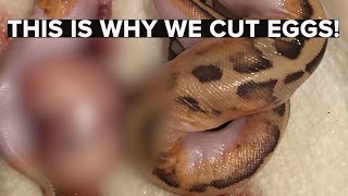 Did We Save This Animal Hypo Pied Clutch Cutting [upl. by Olnay266]