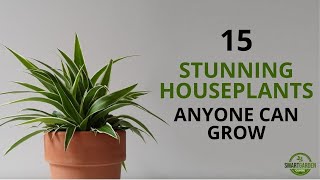 15 Beautiful Houseplants For Beginners Stunning Indoor Plants Anyone Can Grow [upl. by Sallad340]