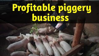 How to Start Your Own Piggery Farm Beginners Guide [upl. by Ynattib]