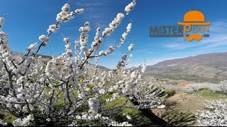 Cerezo en Flor en el Valle del Jerte  Extremadura [upl. by Sheline]