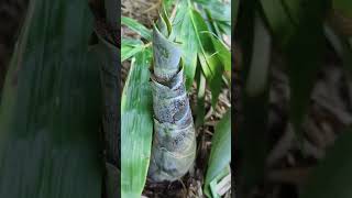 How to Grow Bamboo to Harvest Fast Bamboo Shoots  Easy and Effective  Agriculture Technology [upl. by Ashraf]