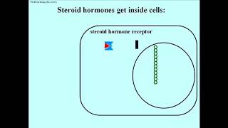 226 Steroid Hormones Regulate Gene Transcription [upl. by Flip950]