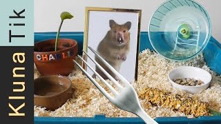 Kluna got a HAMSTER for ANIMAL DAY Kluna Tik Dinner 35  ASMR eating sounds no talk [upl. by Gregson]