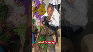 कांदे लावण्या पेक्षा कांद्याचे रोप फायद्याचे झालेagricultureonion 2024 [upl. by Orpha760]