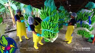 Proceso del Banano en Ecuador  Banana Process in Ecuador [upl. by Shuler]