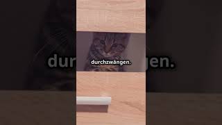 Katzen haben keine Schlüsselbeine 🐱 [upl. by Aikahs]