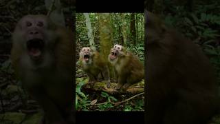 Sounds of Assam macaque  Macaca assamensis Sounds [upl. by Mariejeanne]