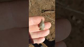 Projectile Point  Arrowhead  Bird Point arrowhead oklahoma outdoors [upl. by Lauree246]