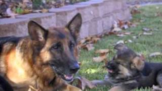 Best Dog Training Video Ever  11 week old trained German Shepherd puppies [upl. by Haramat]