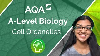 AQA A Level Biology Cell Organelles [upl. by Rolyks]