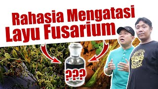 Jarang Diketahui Rahasia Mengatasi Jamur Fusarium Oxysporum Penyebab Layu  Hidrogen peroksida [upl. by Erlene]