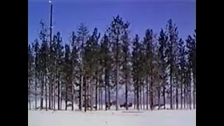 Fake pine forest built for atomic tests in Nevada [upl. by Cerell791]