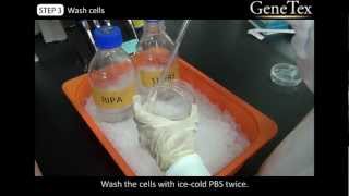 Western Blot  Sample preparation Video from GeneTex [upl. by Burman]