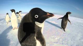 The Curiousity of a Penguin [upl. by Krever]