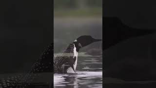 Young Common Loon baby flapping his wings unseenuniverse [upl. by Irrep]