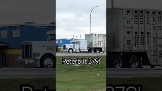 Sick Peterbilt 379 Bullhauler in Kindersley [upl. by Amund596]