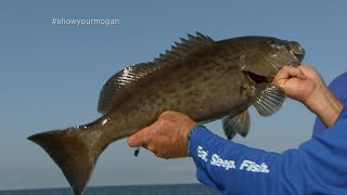 Shallow Water Grouper Fishing out of Homosassa Florida [upl. by Andrej]