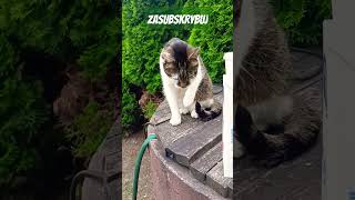 Kotka Pysia babuszka 😸😸 shorts shortsvideo shortsviral viralvideo viralshorts cat [upl. by Liagabba43]