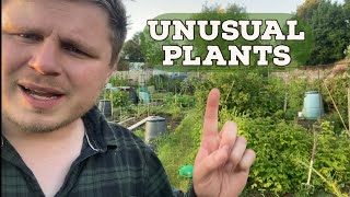 Allotment Tour and My Unusual Plants [upl. by Desmund373]