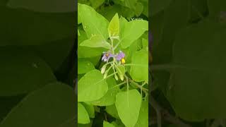 Solanum pubescens Family Solanaceae [upl. by Ordep59]