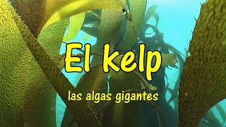 Los bosques de algas gigantes el kelp What is a kelp forest [upl. by Norehc809]