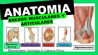 ▌ANATOMÍA ▌ANEXOS MUSCULARES Y ARTICULARES ▌💀 [upl. by Bull269]