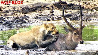 Lion Take Down Waterbuck And Eat Alive  Animal Fight [upl. by Khalin]