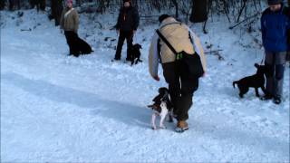 Bracco Italiano puppy 3 m old Crosby and Lída [upl. by Oznofla]