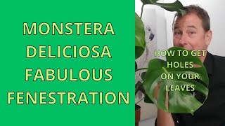 Monstera Deliciosa How to get Leaf Holes on Swiss Cheese Plant [upl. by Imarej]