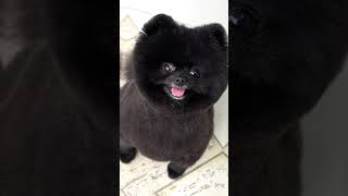 Pomeranian grooming with scissor ❤️ Bear cut [upl. by Poppas]