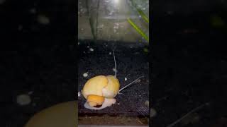 Apple snail 🐌 🐌🐌viralvideo shorts [upl. by Janna]