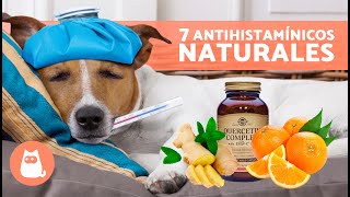 7 REMEDIOS CASEROS para la ALERGIA en PERROS 🐶✅ Antihistamínicos Naturales [upl. by Maynard]