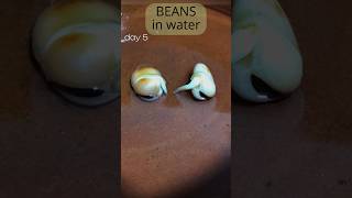 Growing beans in water for 2 weeks timelapse [upl. by Eiralam834]