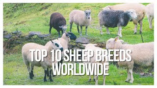 Top 10 Sheep Breeds in the World Top Picks for Meat amp Wool [upl. by Phillis]