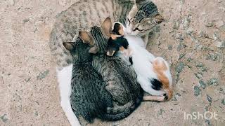 Mother cat and four cute kittens 😍🥰My pets [upl. by Cummings]