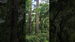 Parque das Araucárias em Guarapuava araucaria [upl. by Abshier]