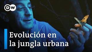 La respuesta de la naturaleza al crecimiento de las ciudades  DW Documental [upl. by Anen146]