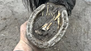 Cleaning Muddy Hooves For New Shoes Hoof Restoration [upl. by Kulseth]